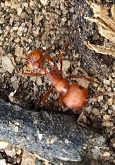 Pogonomyrmex subnitidus