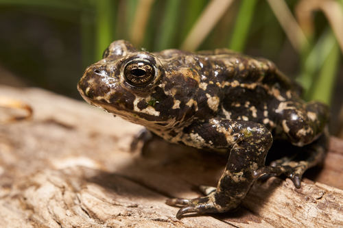 Black Toad