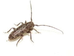 Eupogonius pauper