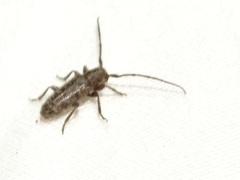 Eupogonius pauper