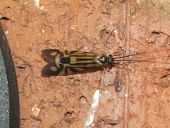 Macrostemum carolina