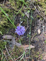 Dichelostemma congestum