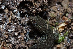 Lepidoblepharis