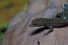 Lepidoblepharis