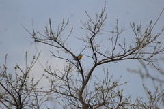 Icteria virens auricollis