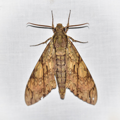 Cocytius lucifer