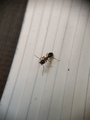 Camponotus clarithorax