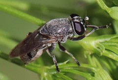 Myolepta
