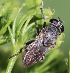 Myolepta
