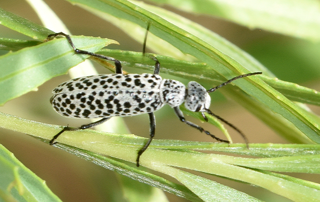Maculata Group