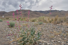 Penstemon floridus