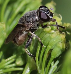 Myolepta