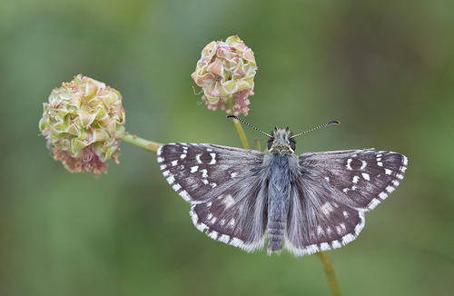 Oberthür's grizzled skipper
