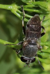 Myolepta