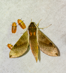 Xylophanes schausi