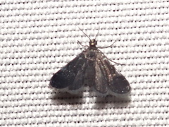 Elophila tinealis