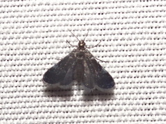 Elophila tinealis