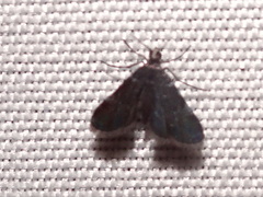 Elophila tinealis