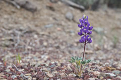 Lupinus flavoculatus