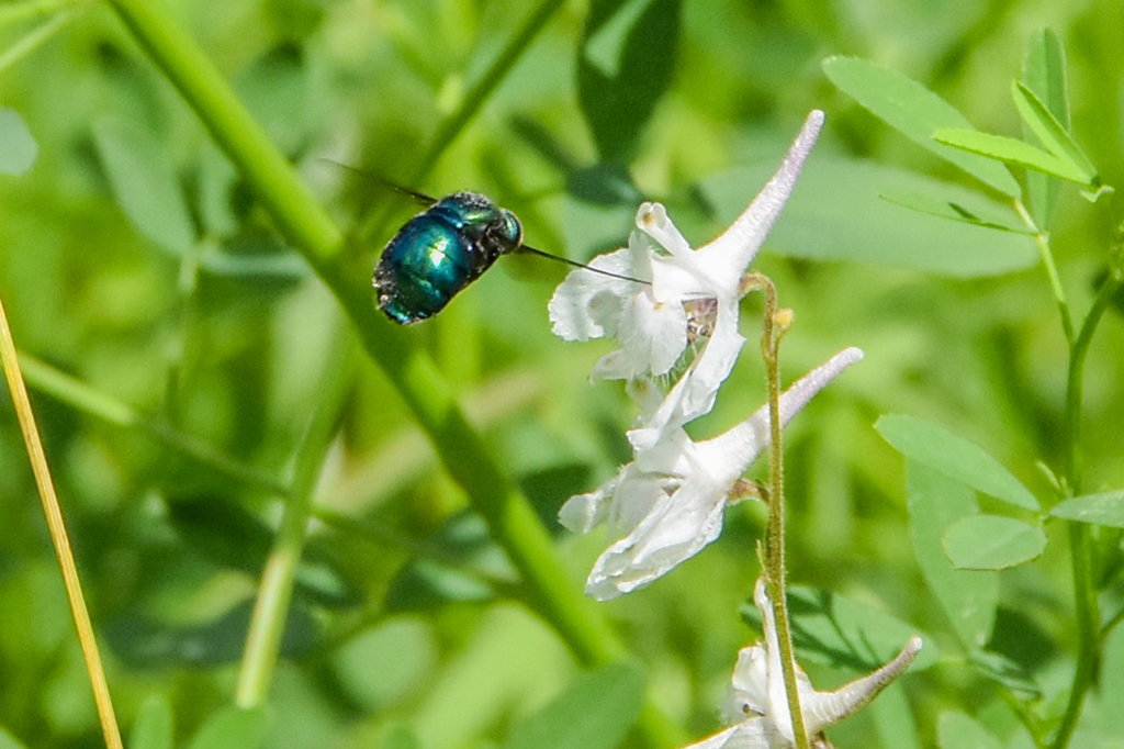 Lasia purpurata