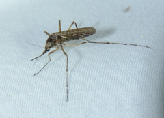 Aedes grossbecki