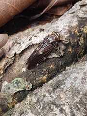 Balinta tenebricosa