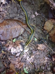 Erythrolamprus melanotus