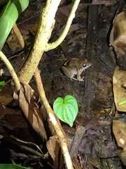 Leptodactylus poecilochilus