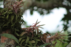 Tillandsia streptophylla