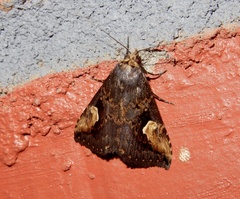 Pseudosphetta moorei