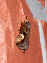 Pseudosphetta moorei