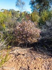 Boronia inornata