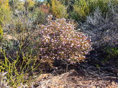 Boronia inornata