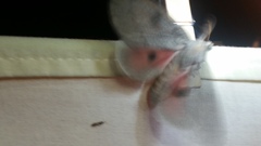 Syssphinx heiligbrodti