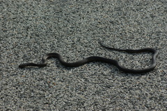 Pseudonaja affinis exilis