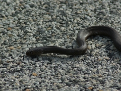 Pseudonaja affinis exilis