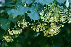 Tilia mongolica
