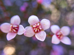 Boronia inornata