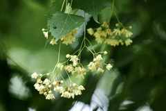 Tilia mongolica