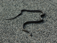 Pseudonaja affinis exilis