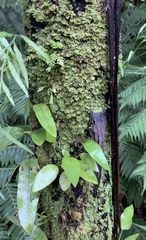 Catharomnion ciliatum