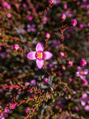 Boronia inornata