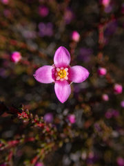 Boronia inornata