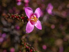 Boronia inornata