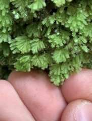 Catharomnion ciliatum