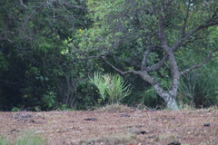 Zamia loddigesii