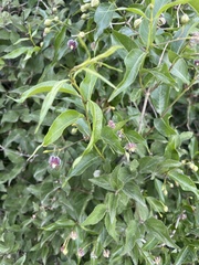 Periploca sepium