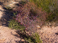 Boronia inornata