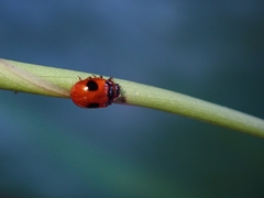 Tinosis bicolor