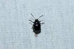 Brachypnoea lecontei